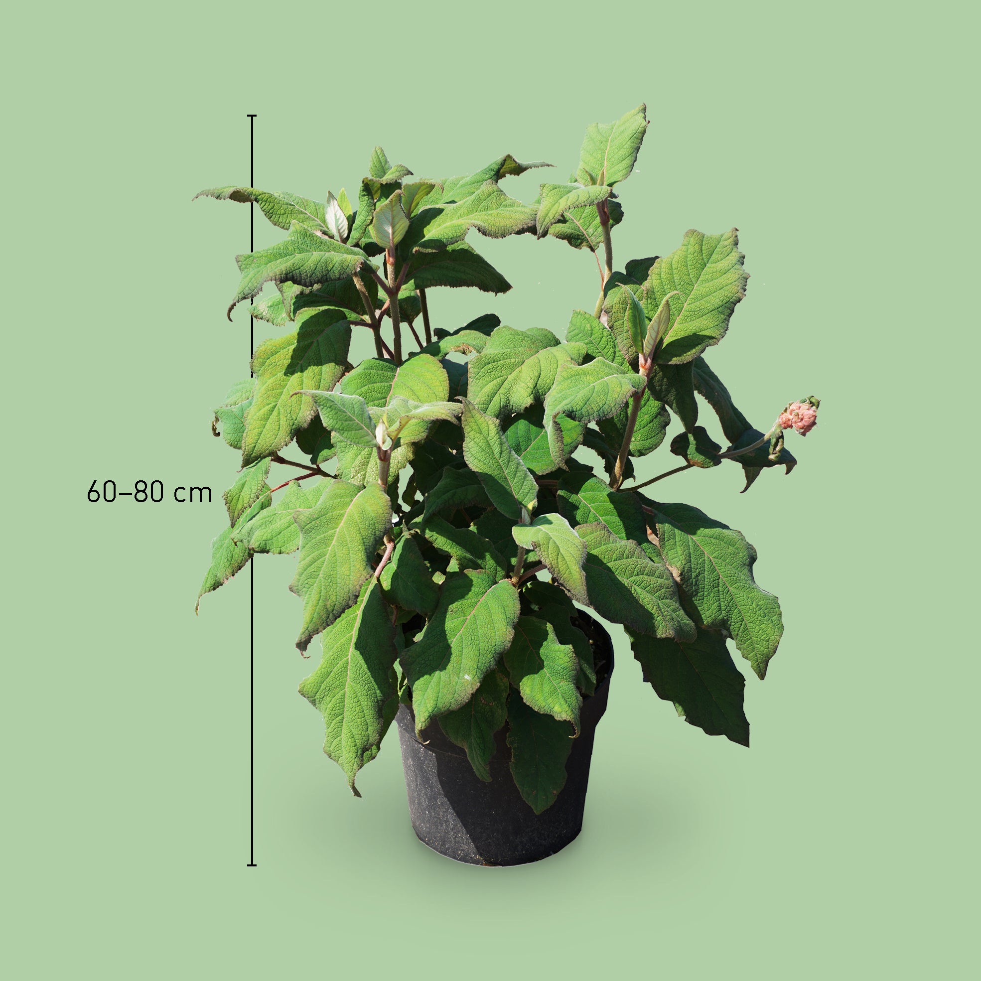 Größe der Samt-Hortensie 'Macrophylla'
