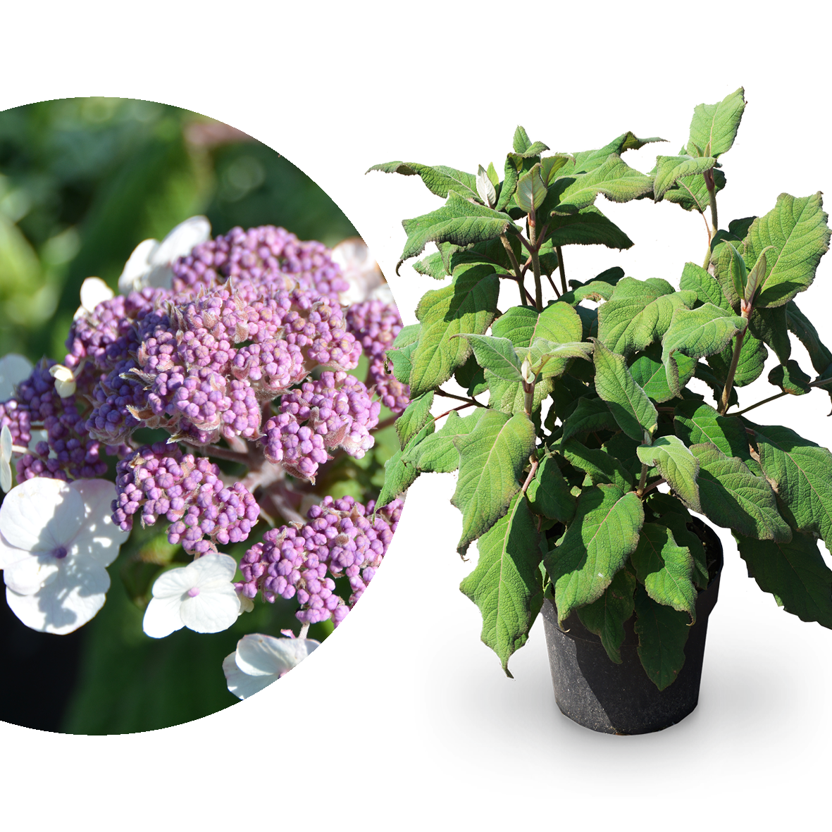 Samt-Hortensie 'Macrophylla'