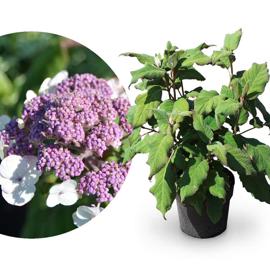 Samt-Hortensie 'Macrophylla'