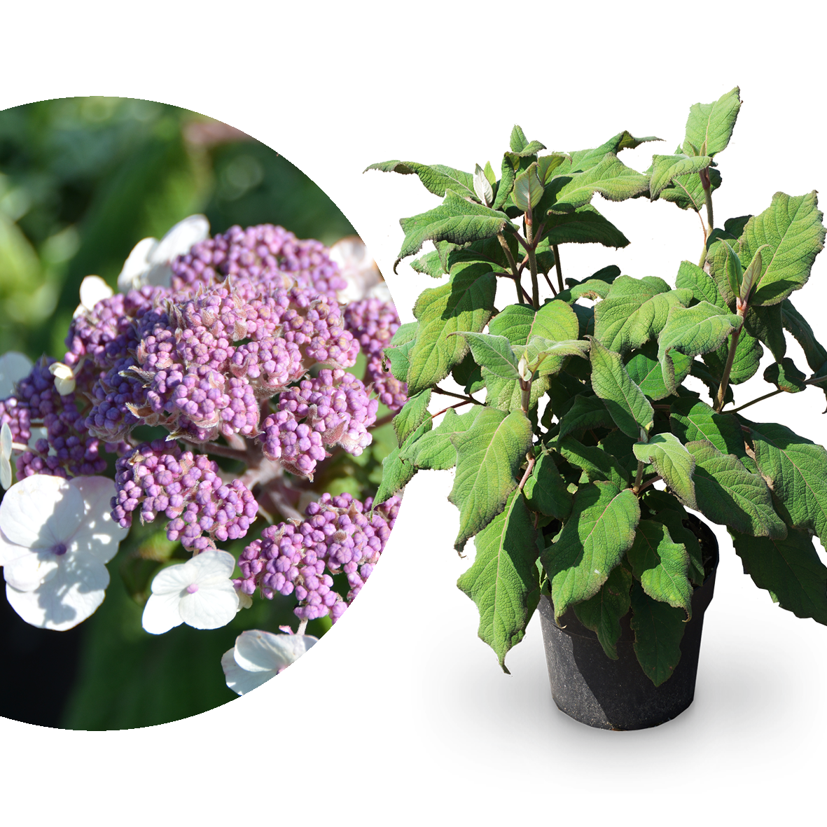 Samt-Hortensie 'Macrophylla' Violett-Weiß