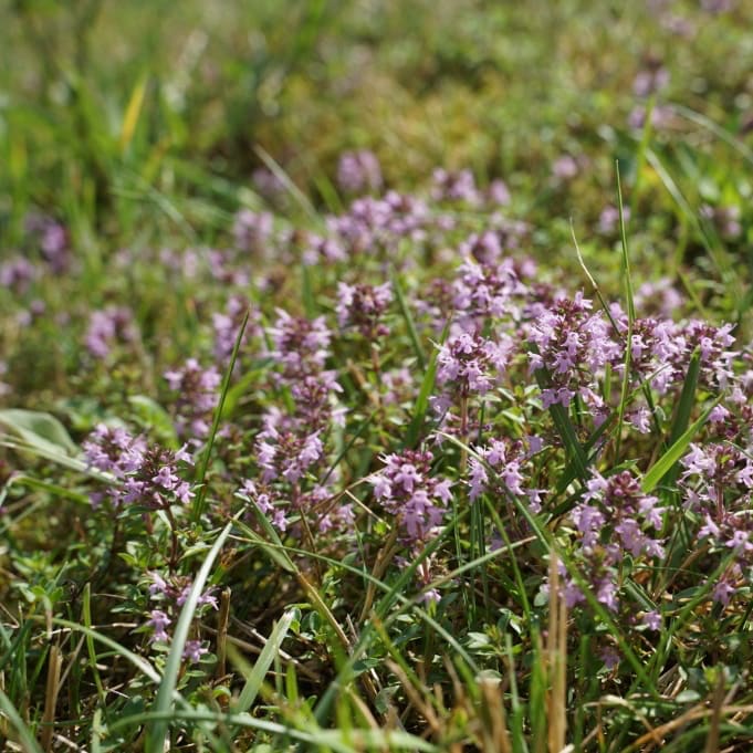 Sand-Thymian Rosa