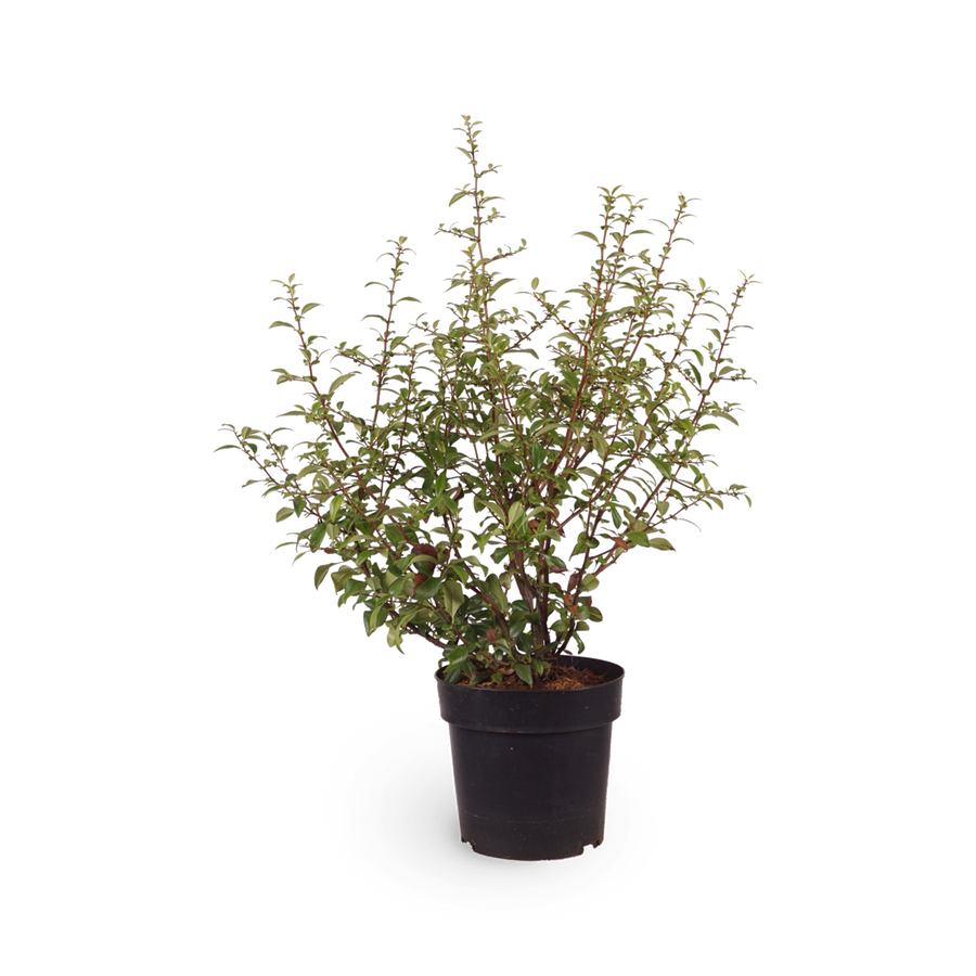 Sanddorn 'Friesdorfer Orange'