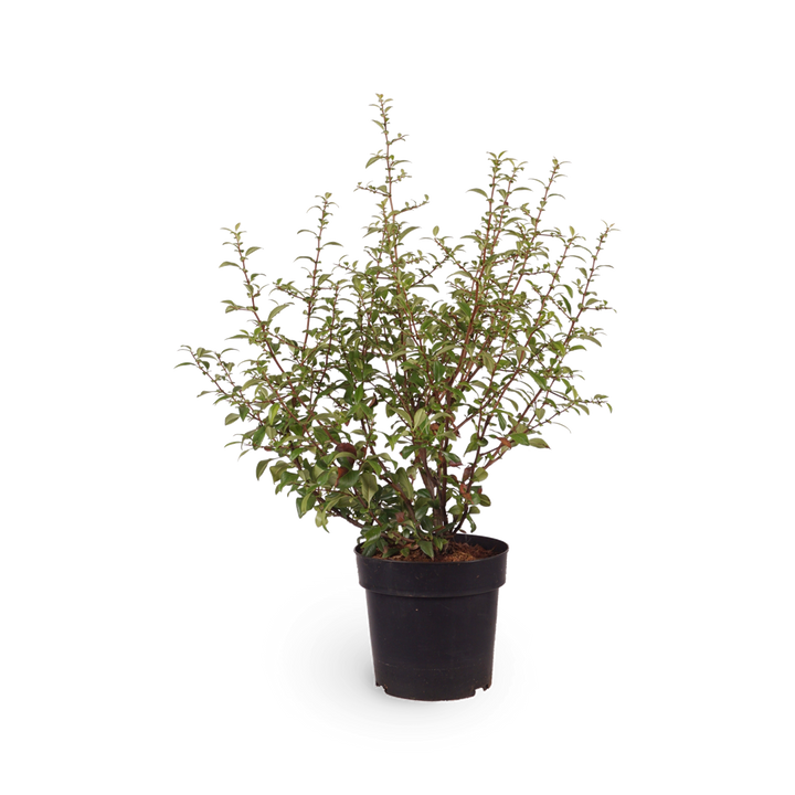 Sanddorn 'Friesdorfer Orange'