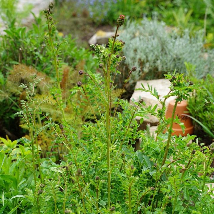 Sanguisorba minor