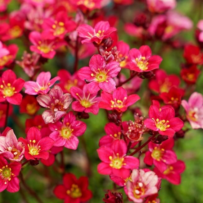 Saxifraga x arendsii 'Peter Pan'