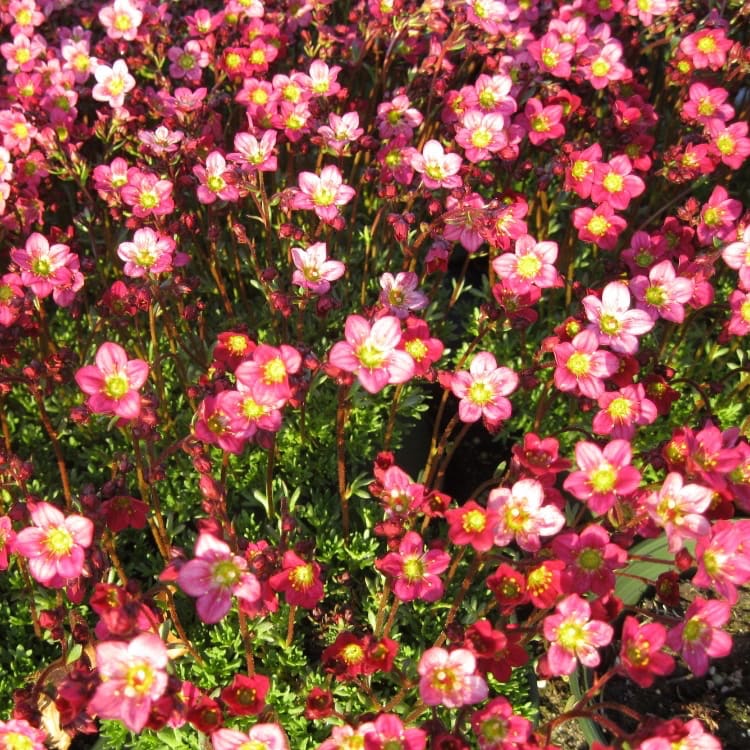Saxifraga x arendsii 'Peter Pan'
