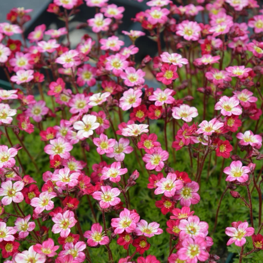 Saxifraga x arendsii 'Pixie Rose'