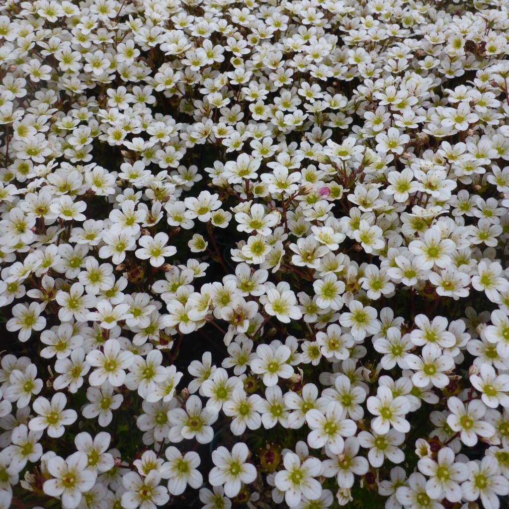 Saxifraga x arendsii 'Pixie White'