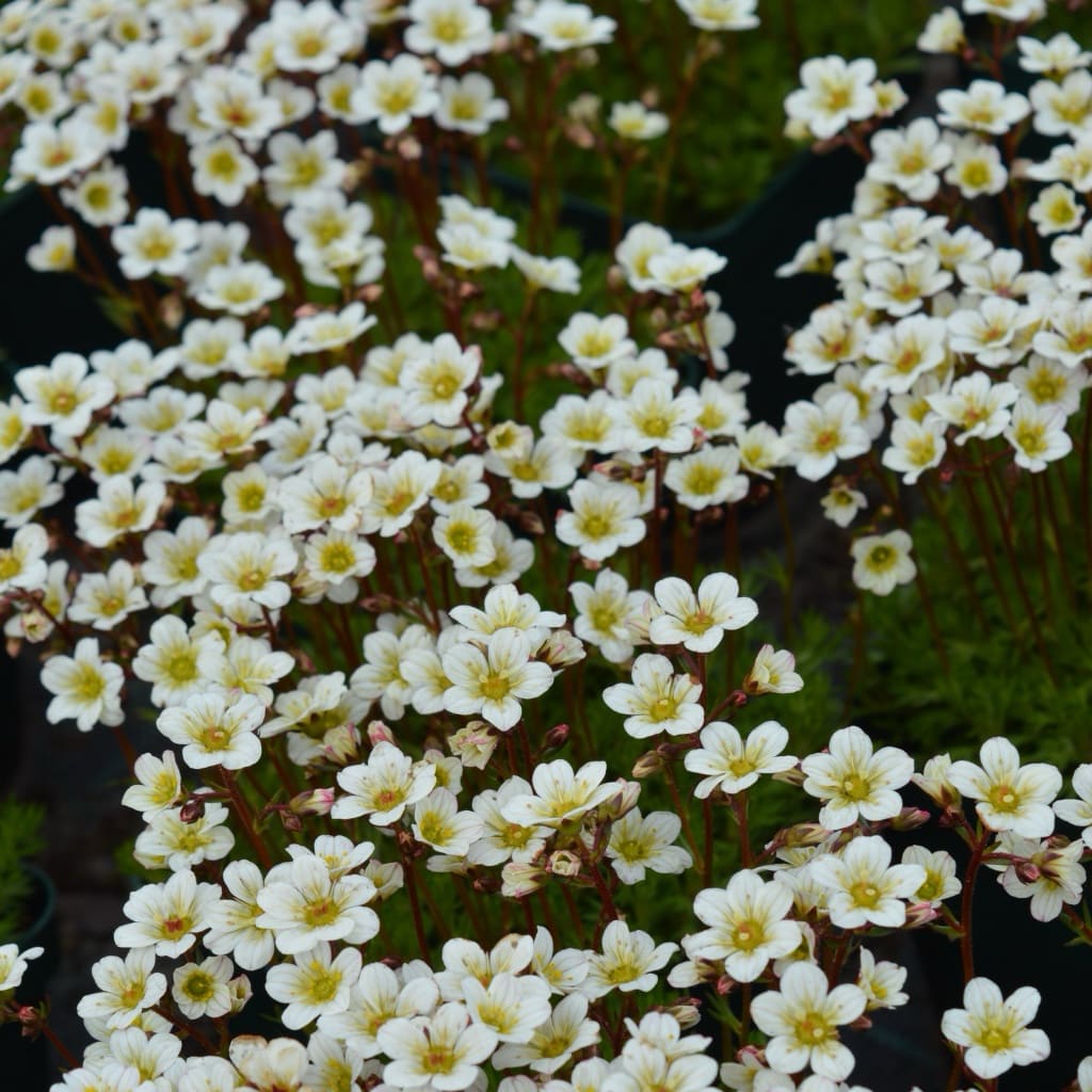 Saxifraga x arendsii 'Pixie White'