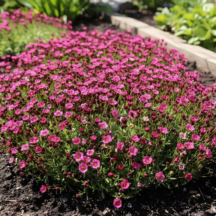 Saxifraga x arendsii