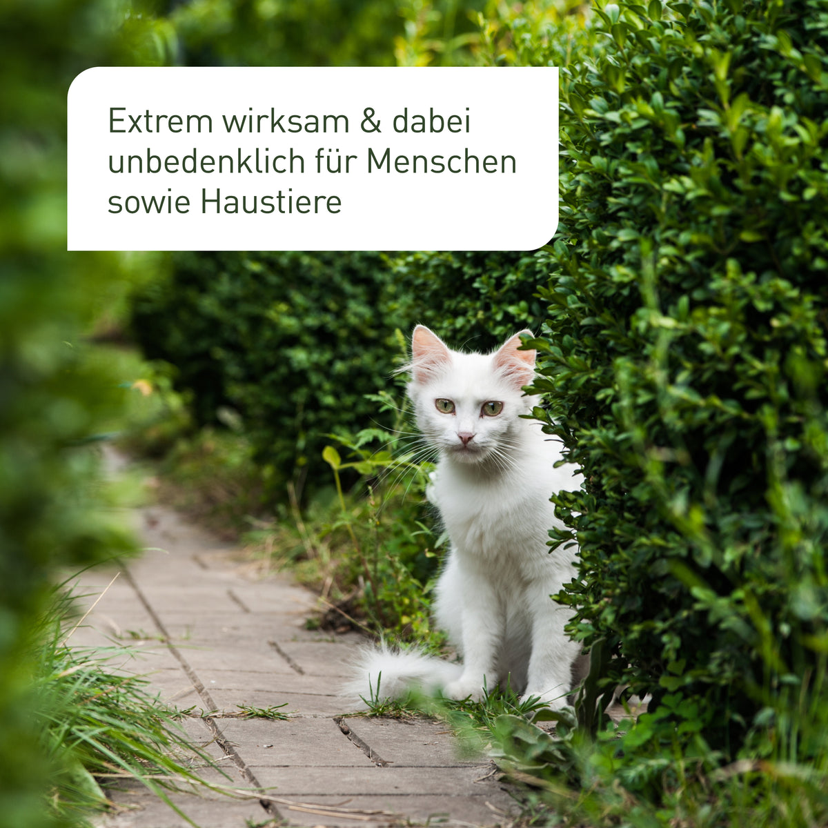 SC-Nematoden gegen Buchsbaumzünsler unbedenklich für Haustiere