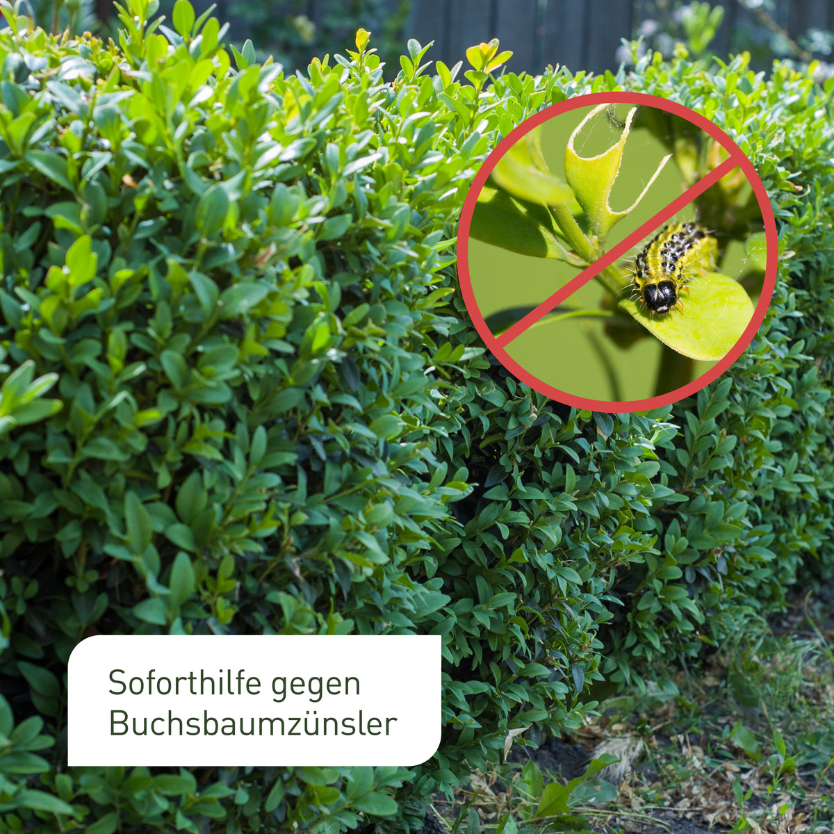 Vorher-Nachher-Vergleich Buchsbaumzünsler Bekämpfung