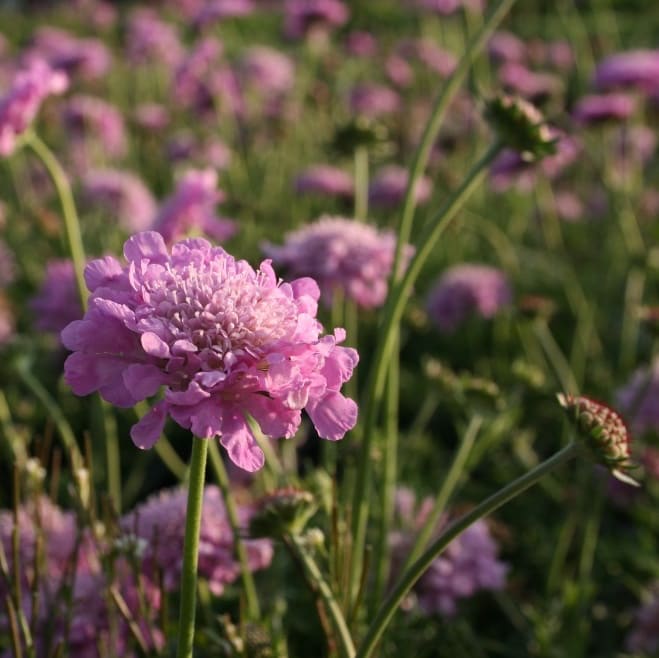 Scabiosa columbaria 'Pink Mist'