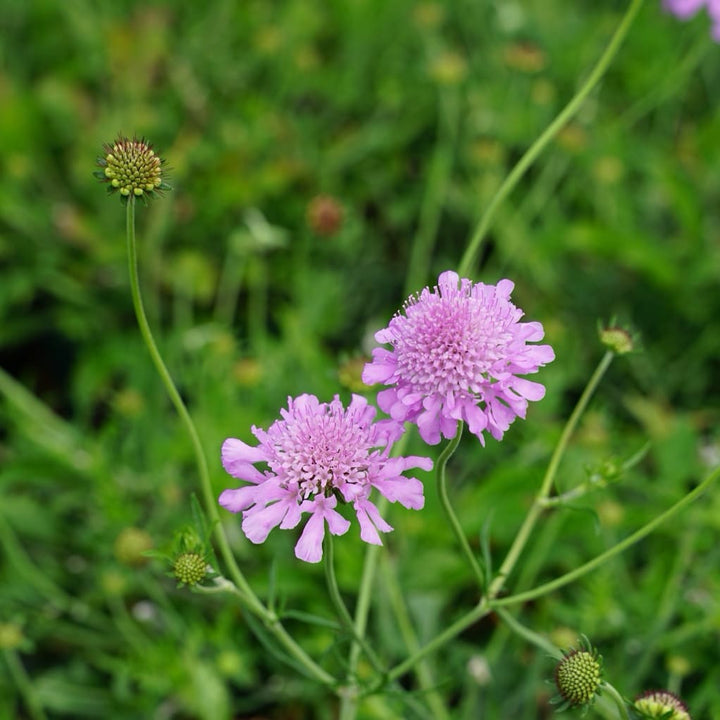 Scabiosa columbaria 'Pink Mist'