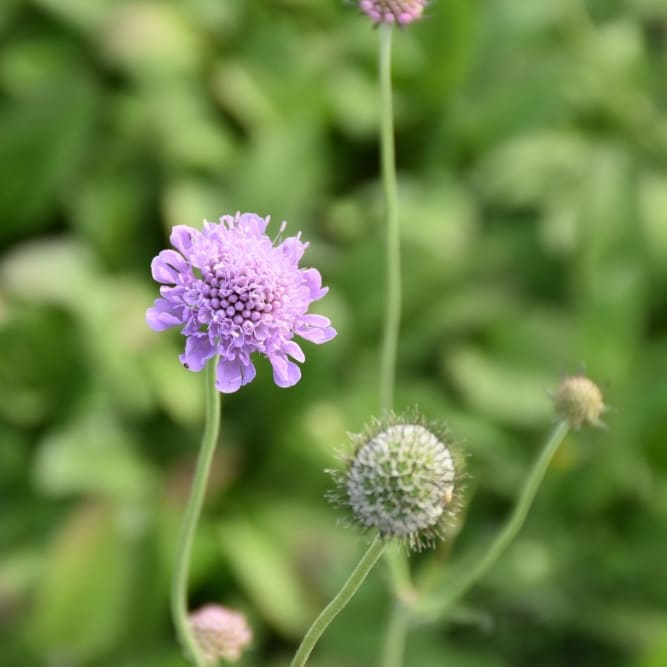 Scabiosa columbaria