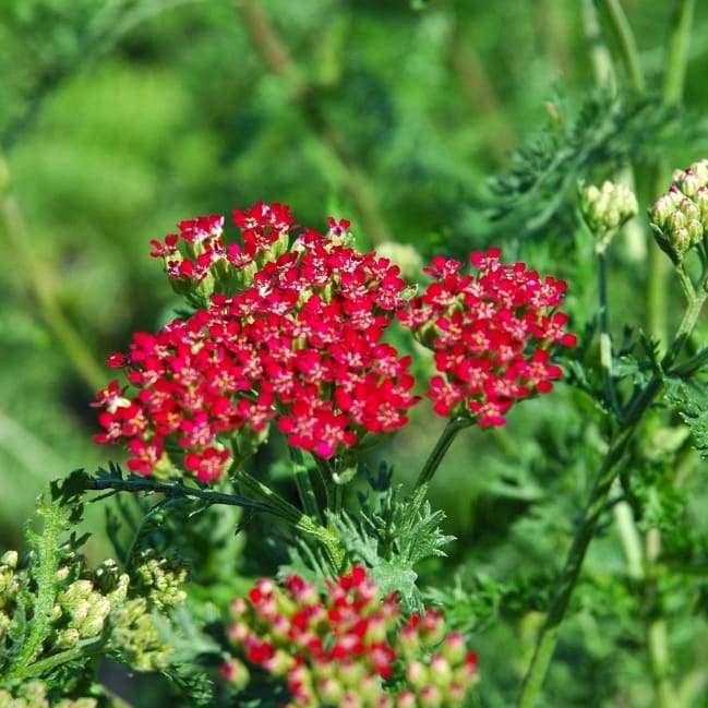 Schaf-Garbe 'Cerise Queen' Purpur