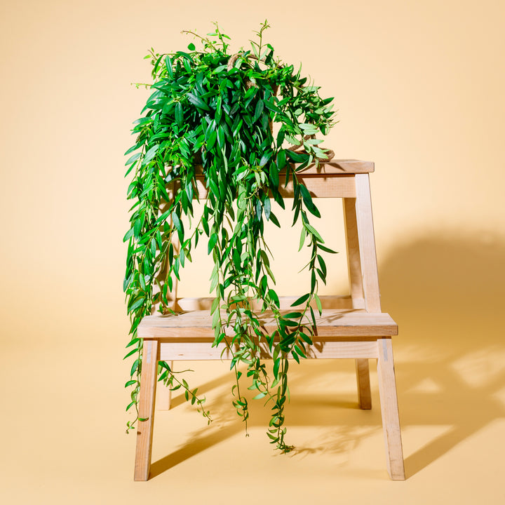 Schamblume als Zimmerpflanze