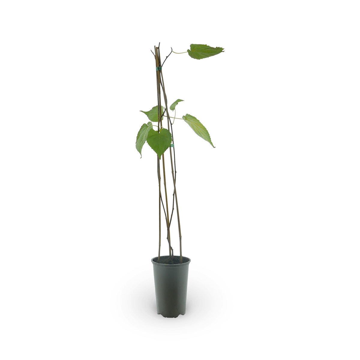 Scharfzähniger Strahlengriffel