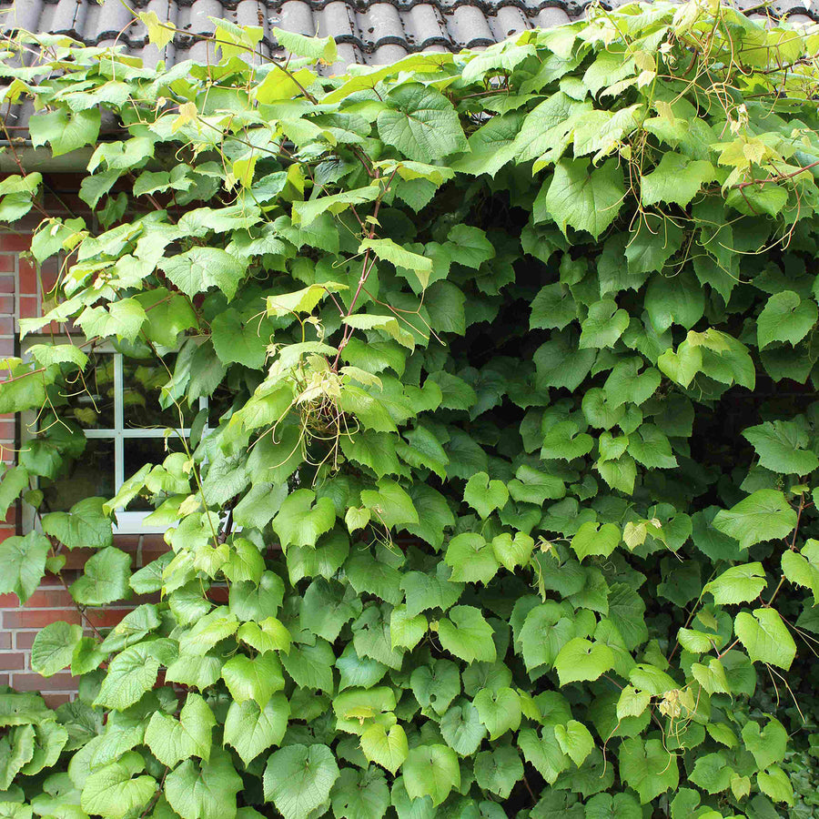 Scharlachwein