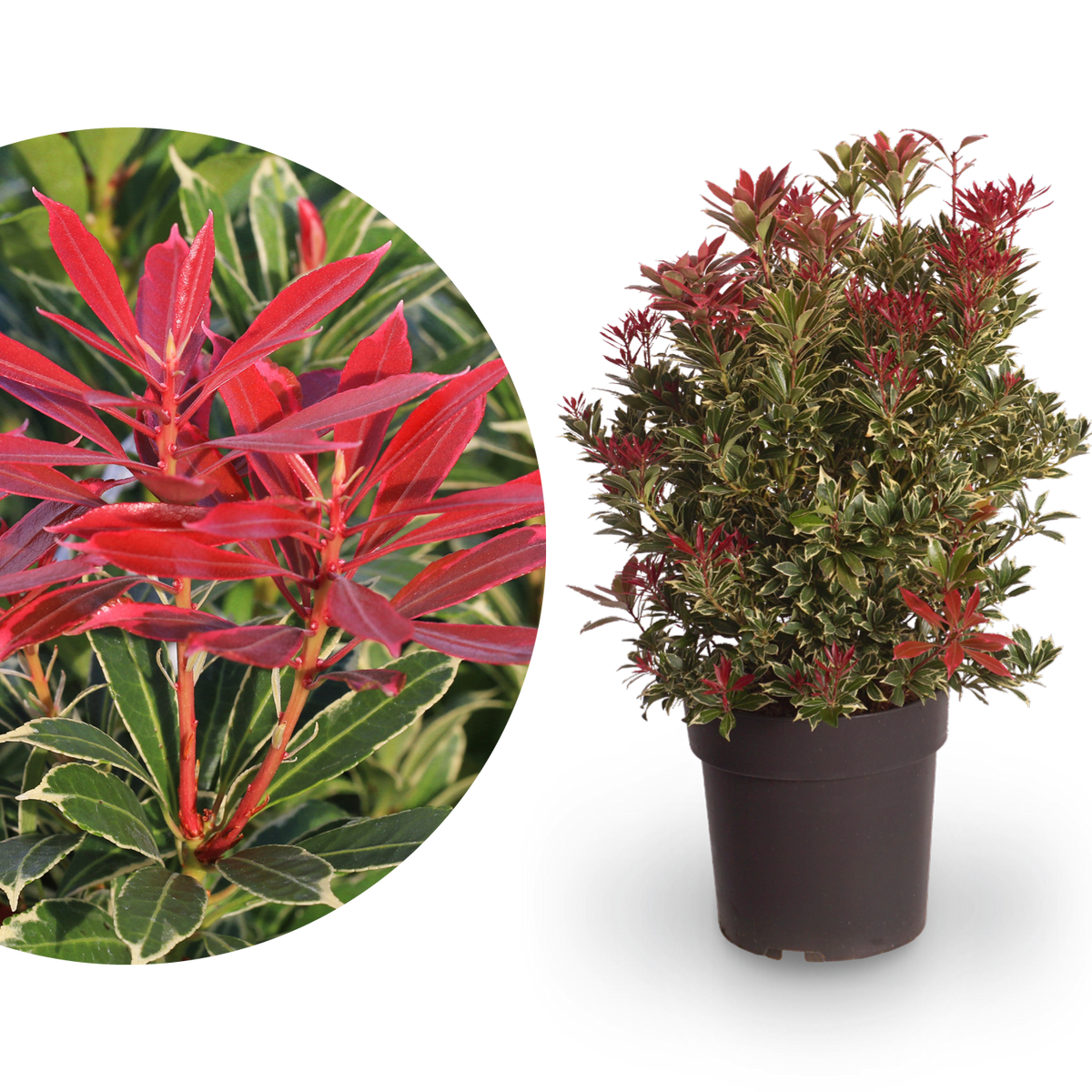 Schattenglöckchen 'Carnaval' Weiß