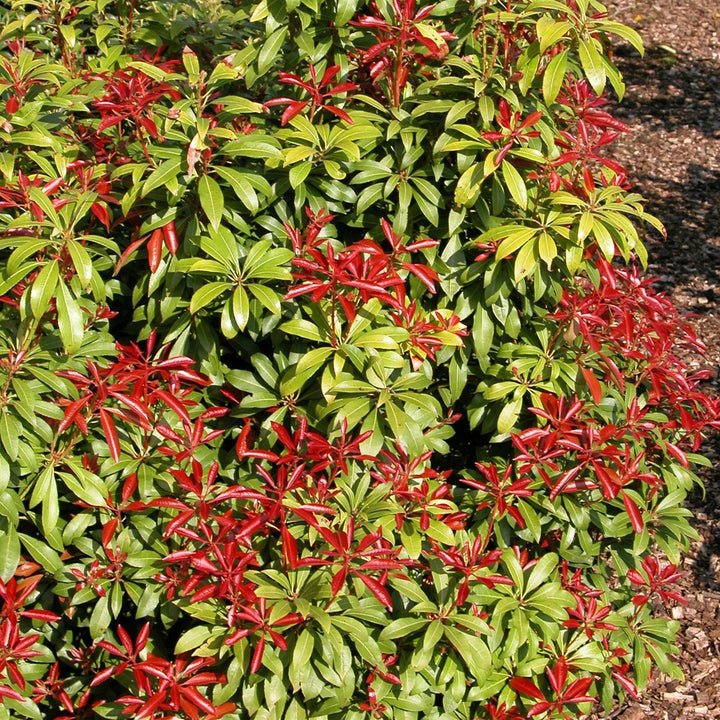 Strauch Schattenglöckchen 'Mountain Fire'