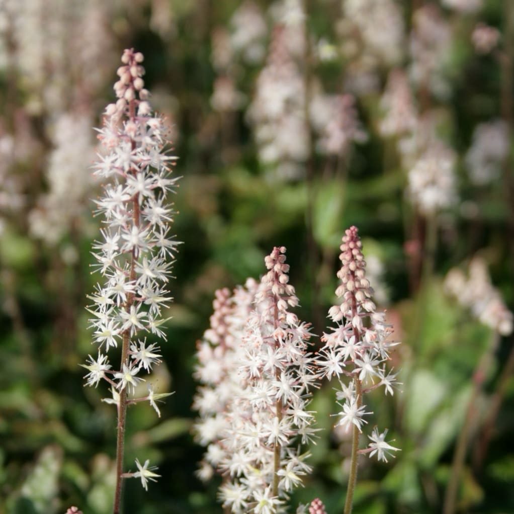 Schaumblüte 'Pink Skyrocket'® Rosa