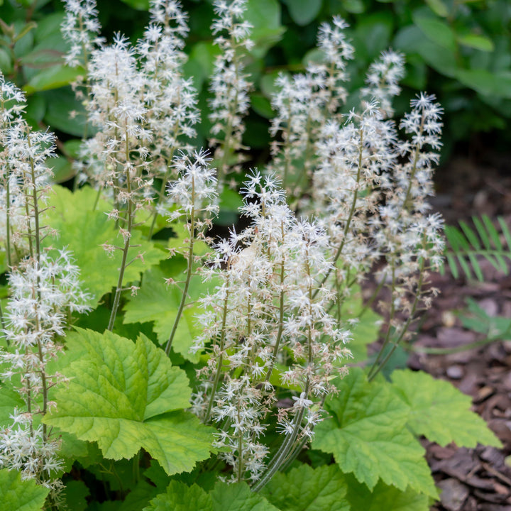 Schaumblüte Weiß