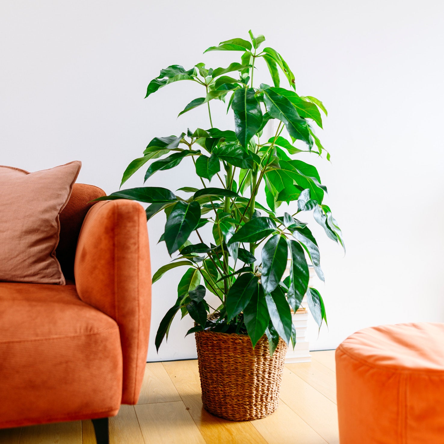XXL-Schefflera in großem Seegras-Übertopf