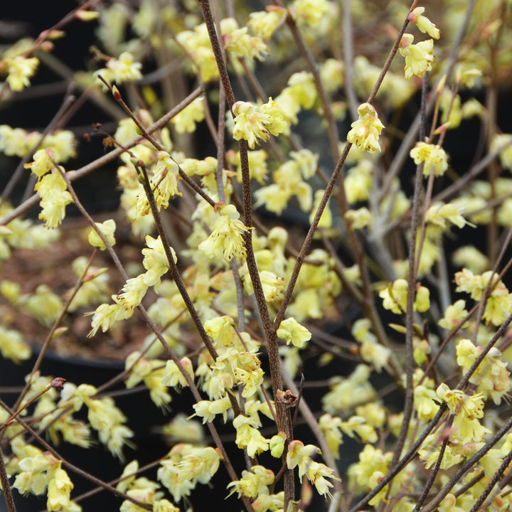 Blüte der Scheinhasel