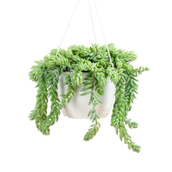 Schlangen-Fetthenne (Sedum morganianum) kaufen - Plantura Shop Schlangen-Fetthenne (Sedum morganianum) kaufen - Plantura Shop