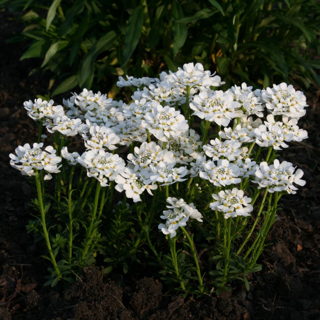 Schleifenblume 'Appen-Etz' Weiß