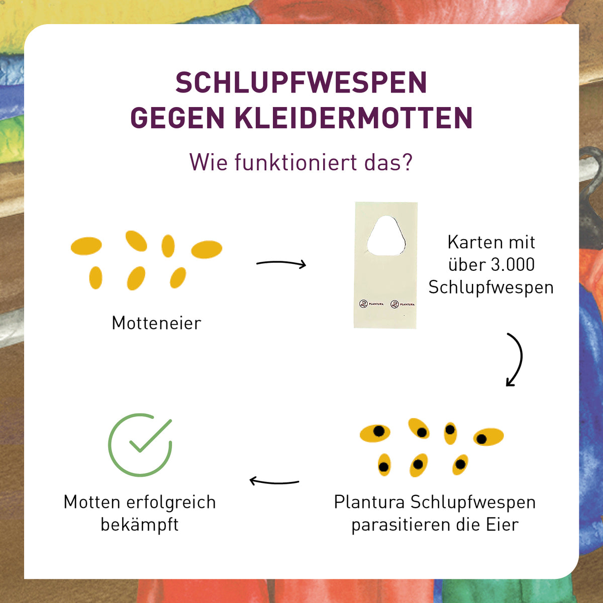 Wirkweise Schlupfwespen gegen Kleidermotten