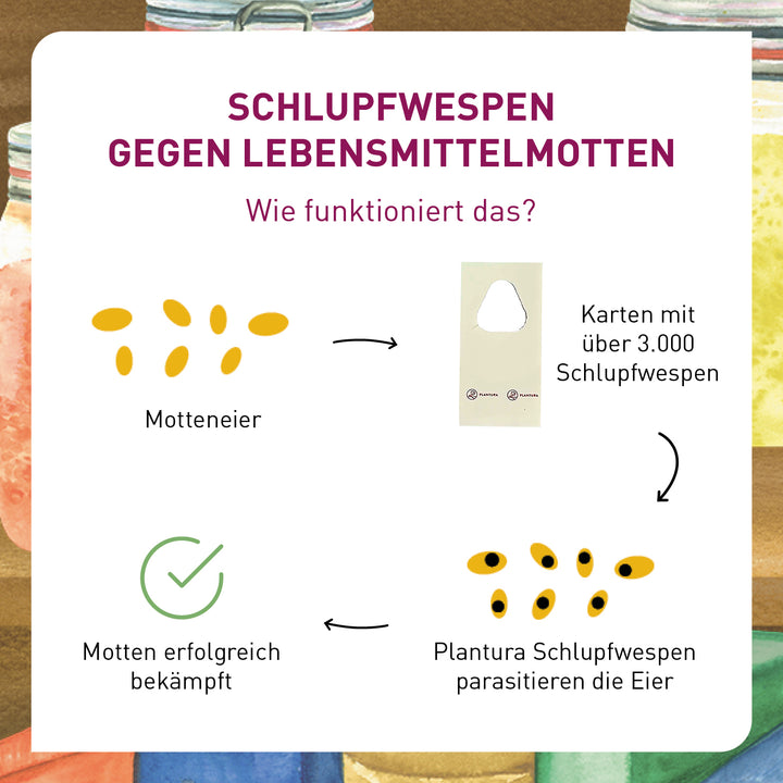Wirkweise Schlupfwespen gegen Lebensmittelmotten
