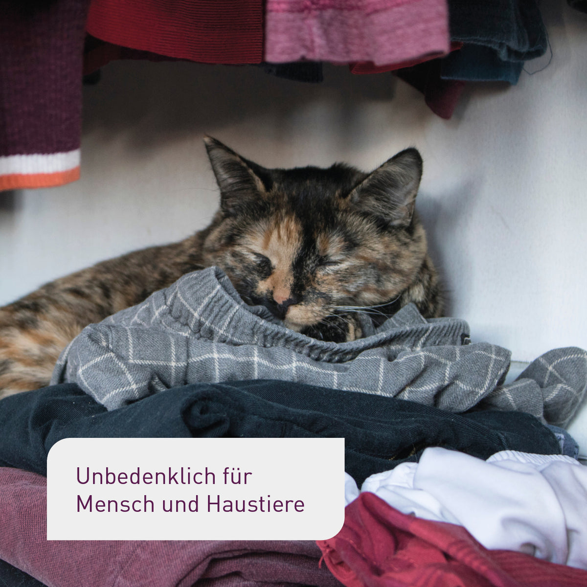 Schlupfwespen gegen Kleidermotten unbedenklich für Haustiere