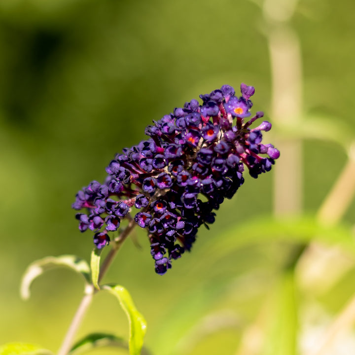 Blüte des Schmetterlingsflieders 'Black Knight'