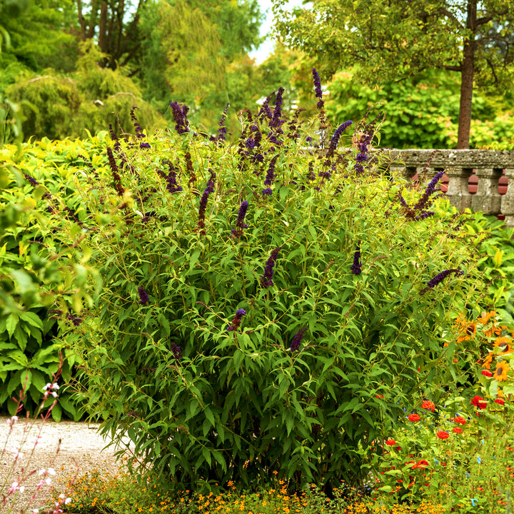 Sommerflieder 'Black Knight' im Garten