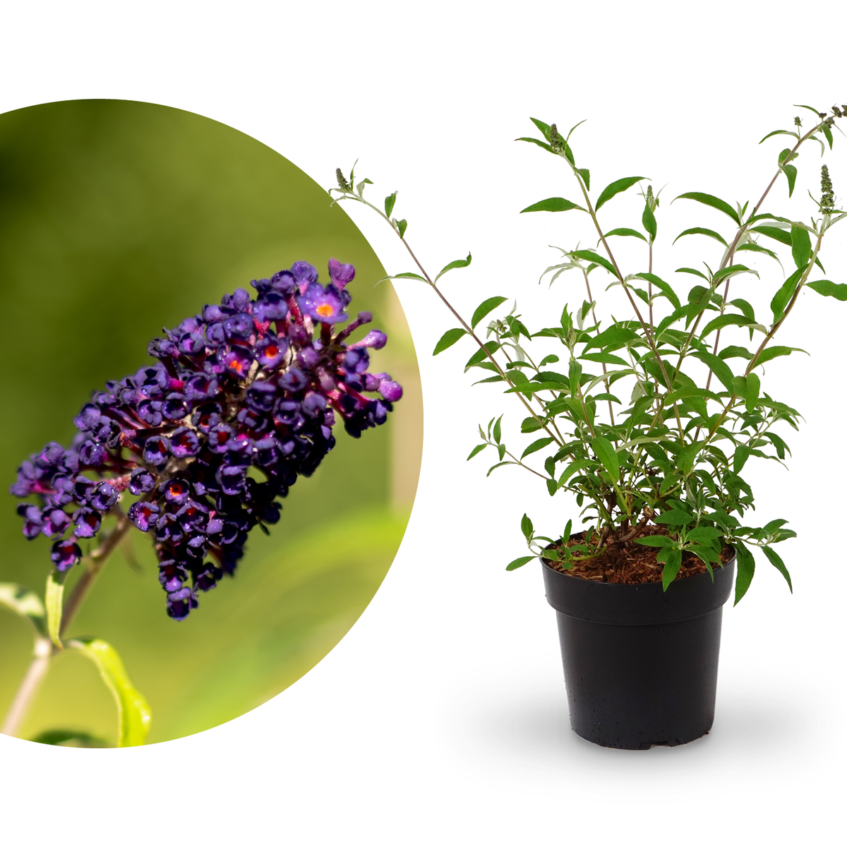 Schmetterlingsflieder 'Black Knight' Dunkelviolett