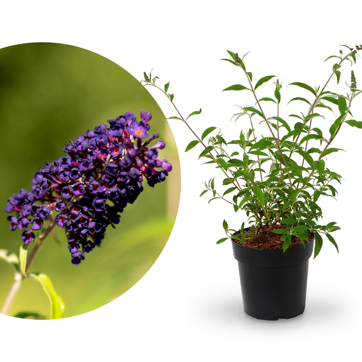 Schmetterlingsflieder 'Black Knight' Dunkelviolett