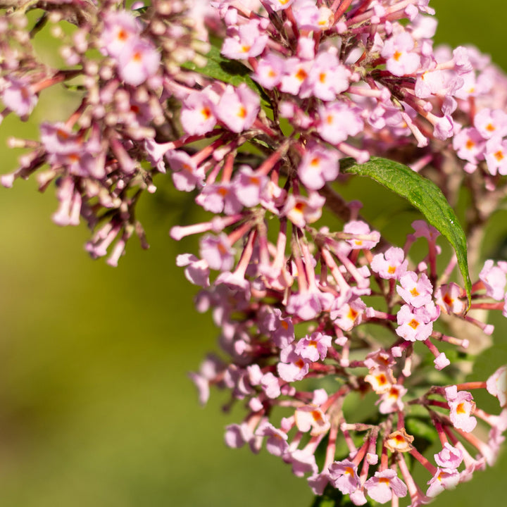 Blüte des Schmetterlingsflieders 'Pink Delight'