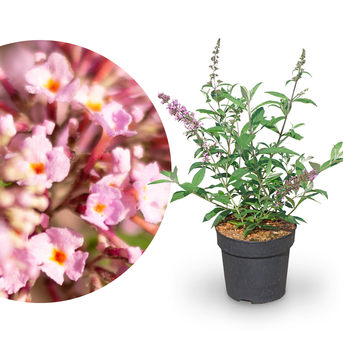 Schmetterlingsflieder 'Pink Delight' Dunkelrosa