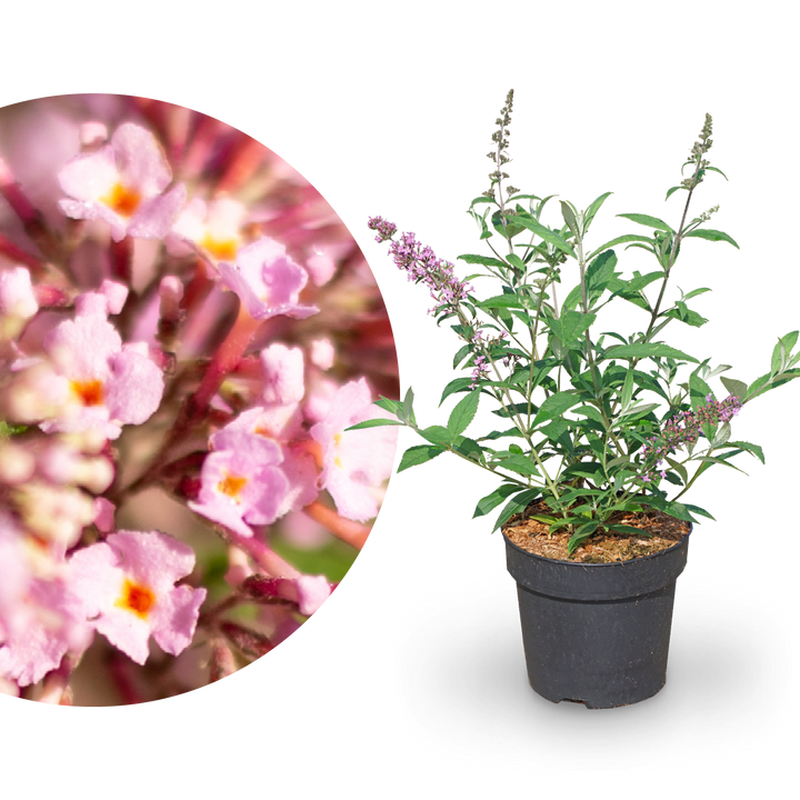 Schmetterlingsflieder 'Pink Delight' Dunkelrosa