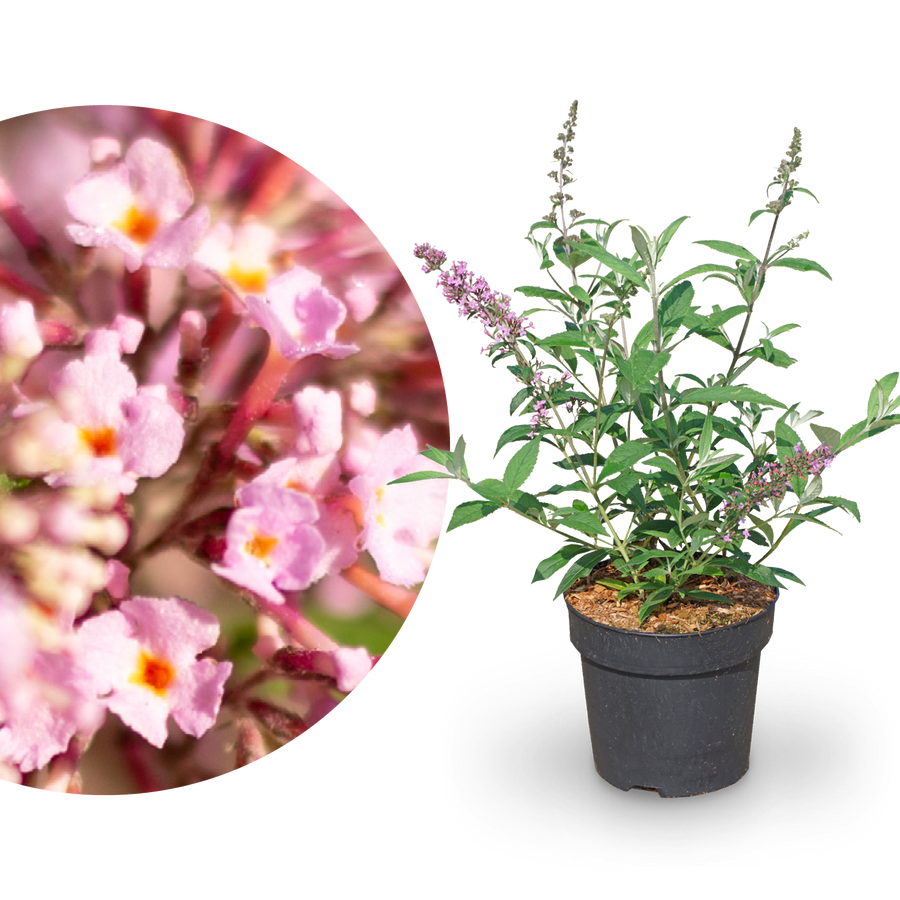 Schmetterlingsflieder 'Pink Delight' Dunkelrosa