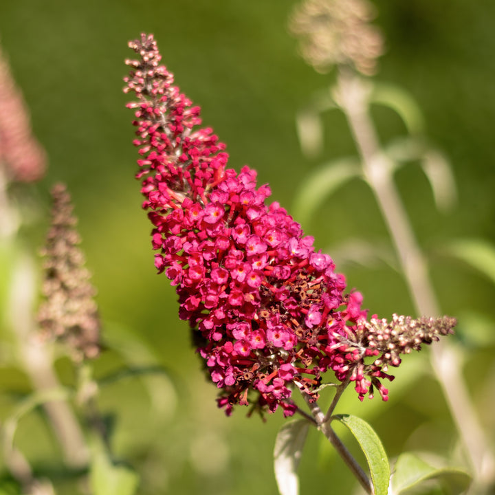 Blüte des Schmetterlingsflieders 'Prince Charming'