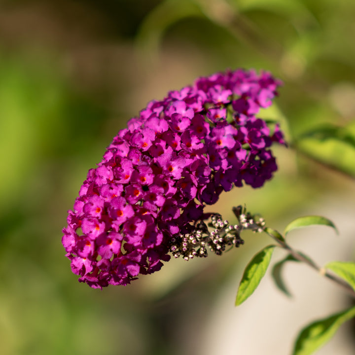 Blüte des Schmetterlingsflieders 'Royal Red'