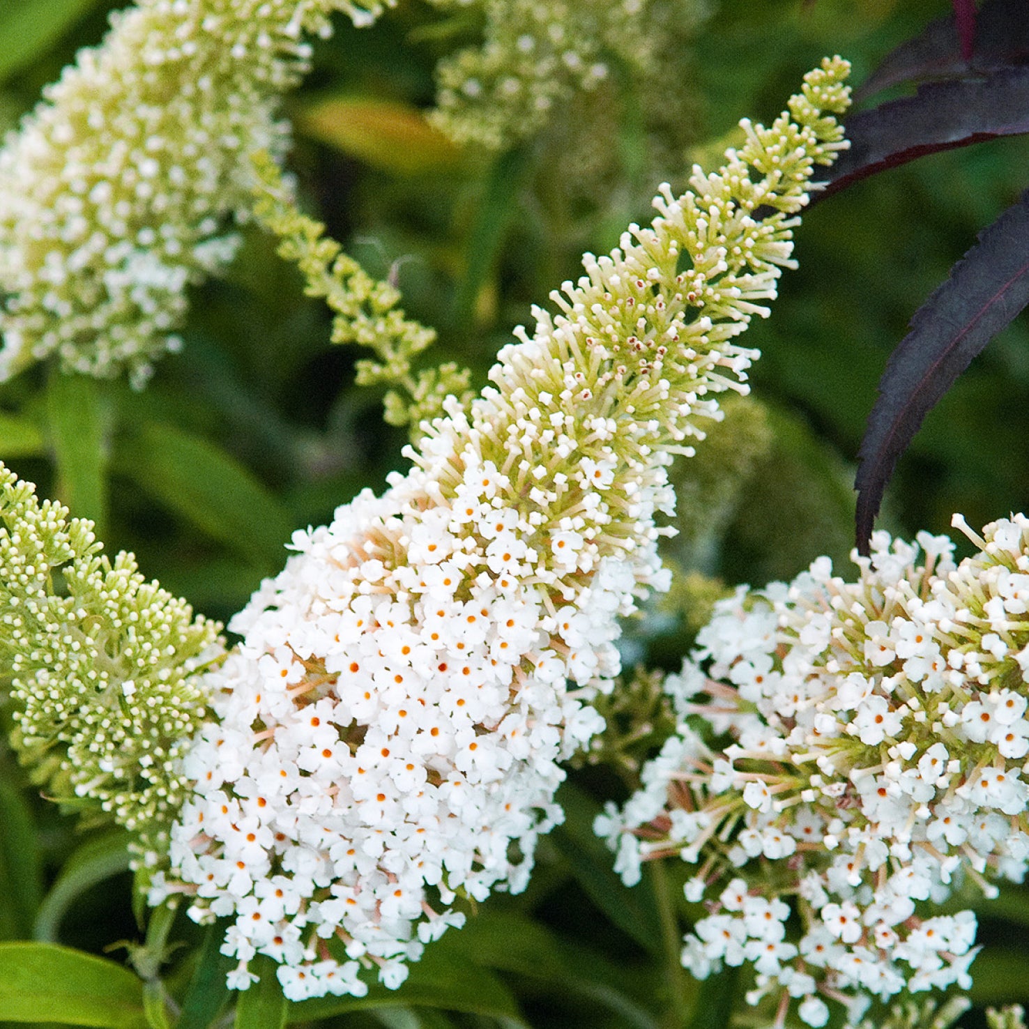 Blüte des Schmetterlingsflieders 'White Profusion'