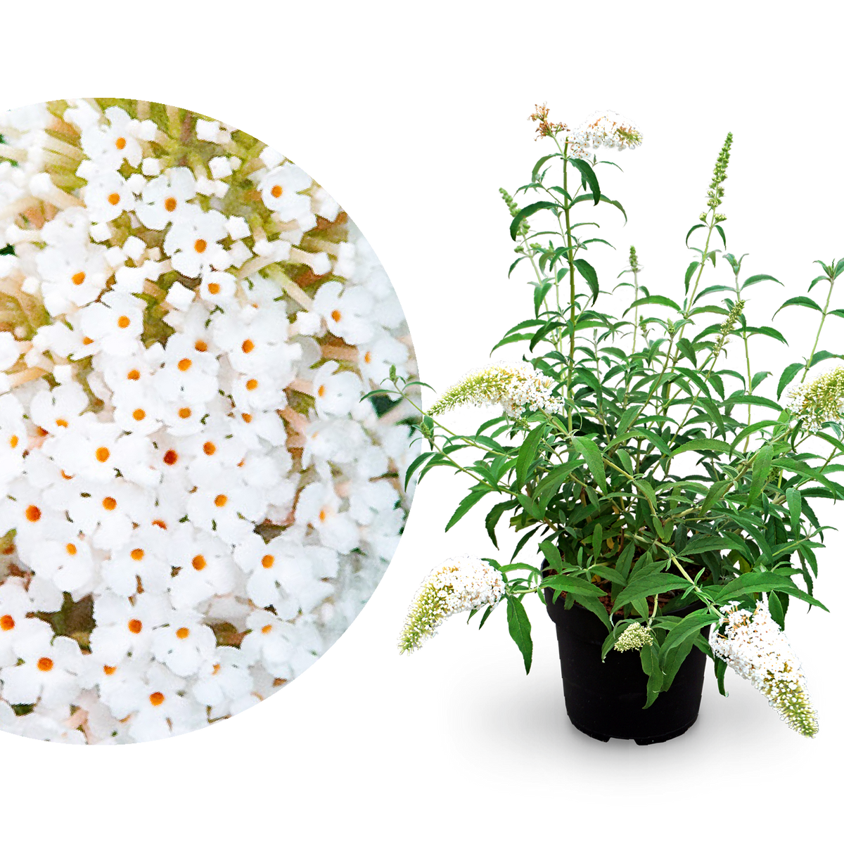Schmetterlingsflieder 'White Profusion' Weiß