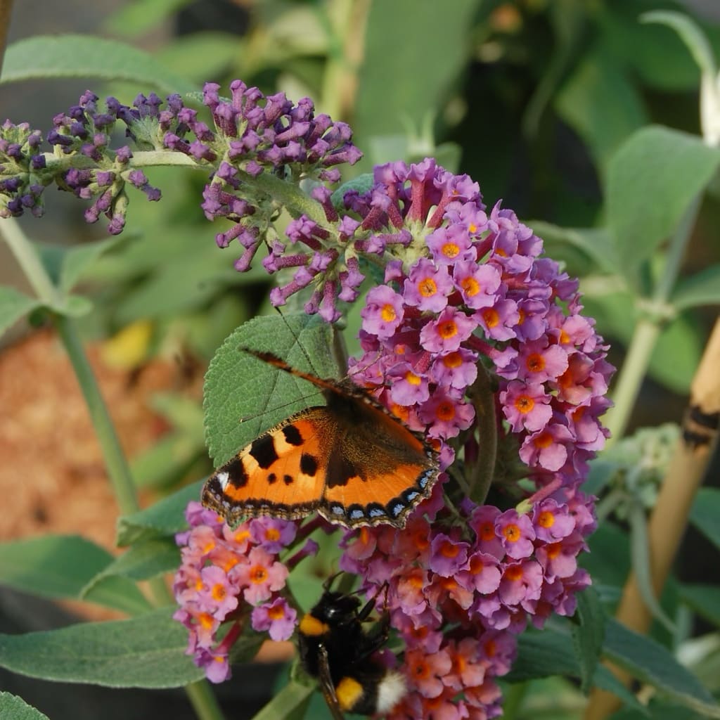 Schmetterlingsstrauch 'Bicolor' Lila-Orange