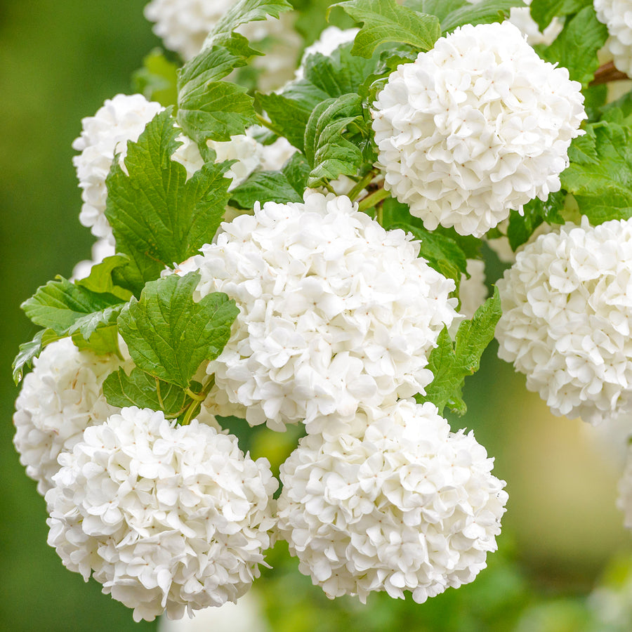 Blüte des Gefüllten Schneeballs 'Roseum'