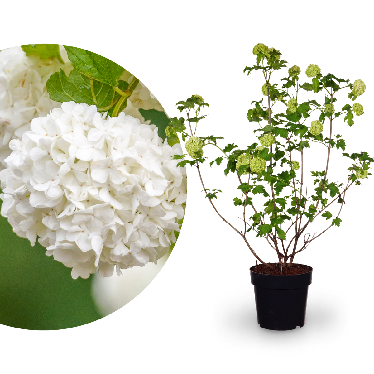 Gefüllter Schneeball 'Roseum'