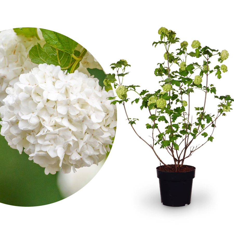 Gefüllter Schneeball 'Roseum'